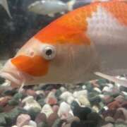 ヒメ日記 2025/05/23 21:58 投稿 うた 神田はっち