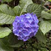 真紀／まき 雨の道端で 大宮人妻セレブリティ（ユメオト）