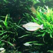 ヒメ日記 2025/07/14 06:00 投稿 かのん ミクト東京