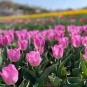 ヒメ日記 2025/06/11 21:45 投稿 SHIHO【しほ】 ミクト東京