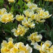 ヒメ日記 2025/06/03 17:15 投稿 RINA【りな】 ミクト東京