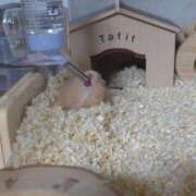 ヒメ日記 2025/07/11 16:15 投稿 RINA【りな】 ミクト東京