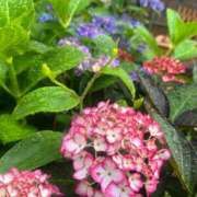 ヒメ日記 2025/06/25 18:58 投稿 レモンサワー スーパーマッサージ