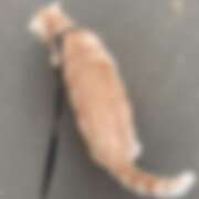 ヒメ日記 2026/02/16 13:02 投稿 めい 制服これくしょん