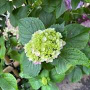 ヒメ日記 2025/06/16 17:41 投稿 すみれ Tバックエステ 池袋店