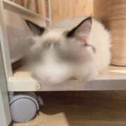 ヒメ日記 2025/07/06 06:01 投稿 ちろる マリン土浦本店