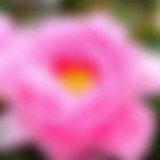 ヒメ日記 2026/01/12 19:29 投稿 金原 ミセスの手ほどき