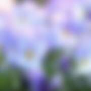 ヒメ日記 2026/01/18 23:29 投稿 金原 ミセスの手ほどき