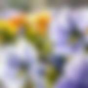 ヒメ日記 2026/01/30 23:55 投稿 金原 ミセスの手ほどき