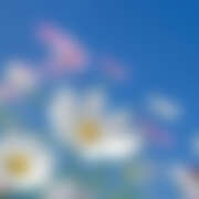 ヒメ日記 2026/03/17 23:48 投稿 金原 ミセスの手ほどき