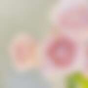 ヒメ日記 2026/04/29 19:56 投稿 金原 ミセスの手ほどき