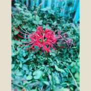 ヒメ日記 2025/09/26 17:45 投稿 わかば 至福の密着エステ&禁断のM性感 Luxeaz