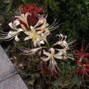 ヒメ日記 2025/10/04 14:19 投稿 わかば 至福の密着エステ&禁断のM性感 Luxeaz