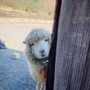 ヒメ日記 2025/05/25 23:15 投稿 新名（にいな） 丸妻 錦糸町店