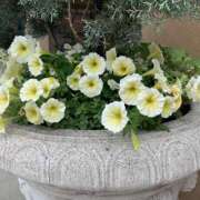 ヒメ日記 2025/06/01 10:57 投稿 えみ スピード日本橋店