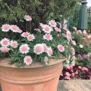 ヒメ日記 2025/06/09 11:07 投稿 えみ スピード日本橋店