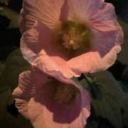 ヒメ日記 2025/07/10 11:07 投稿 えみ スピード日本橋店