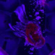 えみ えみ（スピード日本橋店） スピード日本橋店