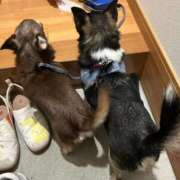 かえで 40分6400円 お礼日記😊✨ 回春性感メンズエステ猫の手 名古屋駅／納屋橋