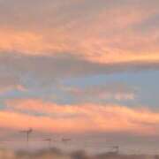 ヒメ日記 2025/08/07 05:05 投稿 おとめ 千葉メイドリーム（ユメオト）