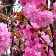 ヒメ日記 2026/04/14 08:55 投稿 あこ【業界未経験】 茨城水戸ちゃんこ