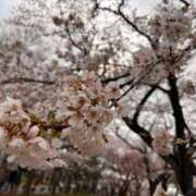 ヒメ日記 2026/04/06 15:11 投稿 ムギ バニーコレクション新潟店