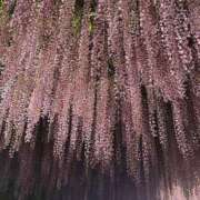ヒメ日記 2026/05/16 06:02 投稿 のあ 宇都宮発～正統派清楚系デリヘル！ CHERIMO（シェリモ）