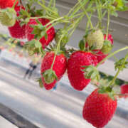 しずか (ㆀ˘･з･˘) YESグループ　華女