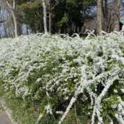 ヒメ日記 2026/03/31 13:09 投稿 さくらこ 千葉ミセスアロマ（ユメオト）