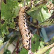 ヒメ日記 2026/04/15 14:45 投稿 さくらこ 千葉ミセスアロマ（ユメオト）