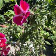 ヒメ日記 2025/06/06 15:19 投稿 如月和子 五十路マダム 沼津店(カサブランカグループ)