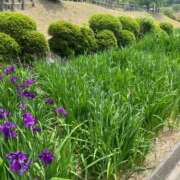 ヒメ日記 2025/06/08 15:53 投稿 如月和子 五十路マダム 沼津店(カサブランカグループ)