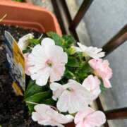 ヒメ日記 2025/06/08 17:23 投稿 如月和子 五十路マダム 沼津店(カサブランカグループ)