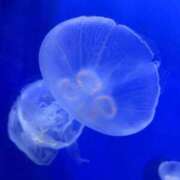 りり お久し振りです🥹 素人妻達☆マイふぇらレディー