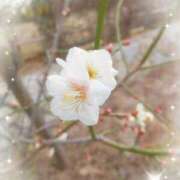 ヒメ日記 2026/02/17 07:58 投稿 彩永(さな) PLUS十三店