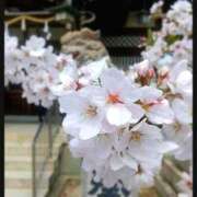 ヒメ日記 2026/04/06 09:58 投稿 彩永(さな) PLUS十三店