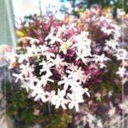 ヒメ日記 2026/04/26 10:18 投稿 彩永(さな) PLUS十三店