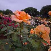 ヒメ日記 2025/05/29 01:56 投稿 みつき 太田人妻城