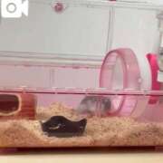 ヒメ日記 2025/05/17 18:09 投稿 たつき【細身色白敏感美少女】 Secret Service ～貴方とだけの秘密の無料オプション～