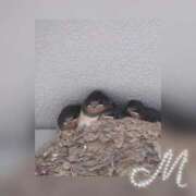 ヒメ日記 2025/06/21 11:47 投稿 みさき 山口下関ちゃんこ