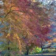 宮下(みやした) ♡ 八王子人妻城