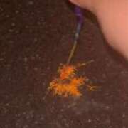 ヒメ日記 2025/07/24 21:20 投稿 かな 谷町人妻熟女奉仕倶楽部