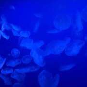 ヒメ日記 2025/07/27 19:34 投稿 あまね ごほうびSPA横浜店