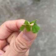 ヒメ日記 2026/01/02 15:23 投稿 松本紗栄 三丁目の奥様（東京ハレ系）