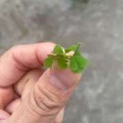 ヒメ日記 2026/02/09 21:25 投稿 松本紗栄 三丁目の奥様（東京ハレ系）