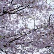 ヒメ日記 2026/04/08 09:03 投稿 湊莉久 京都プルプルエステ専門店