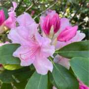 ヒメ日記 2025/07/16 16:32 投稿 なごみ 逢って30秒で即尺