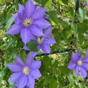 ヒメ日記 2025/07/17 15:17 投稿 なごみ 逢って30秒で即尺