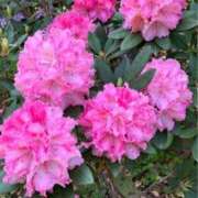 ヒメ日記 2025/07/18 00:08 投稿 なごみ 逢って30秒で即尺