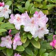 ヒメ日記 2025/08/07 08:18 投稿 なごみ 逢って30秒で即尺